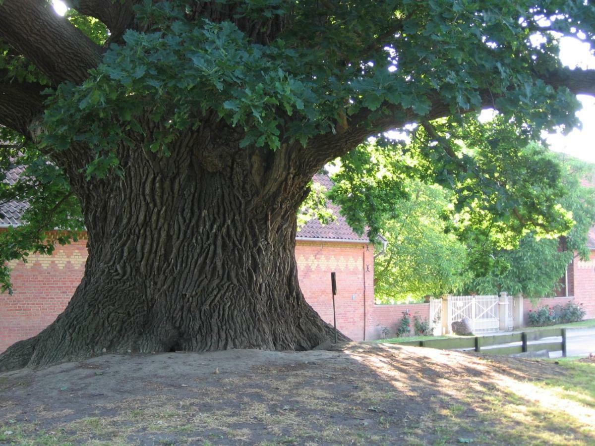 فندق Hof Grafeneiche Asel المظهر الخارجي الصورة